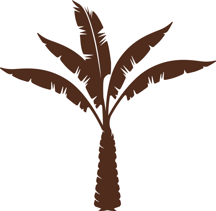 Buy Organic Medjool Dates Palmtree
